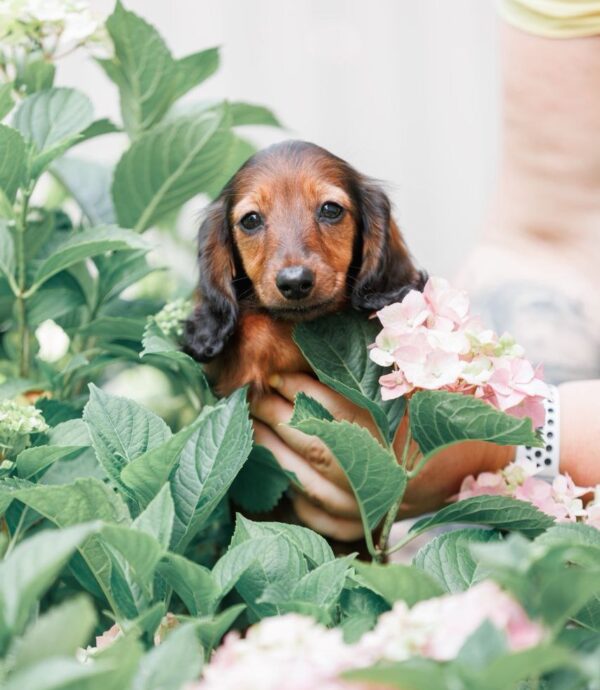 Gia Miniature Dachshund