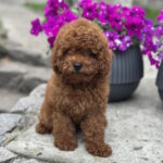 Goofy-male-toy-poodle-puppy-for-sale-1 (1)