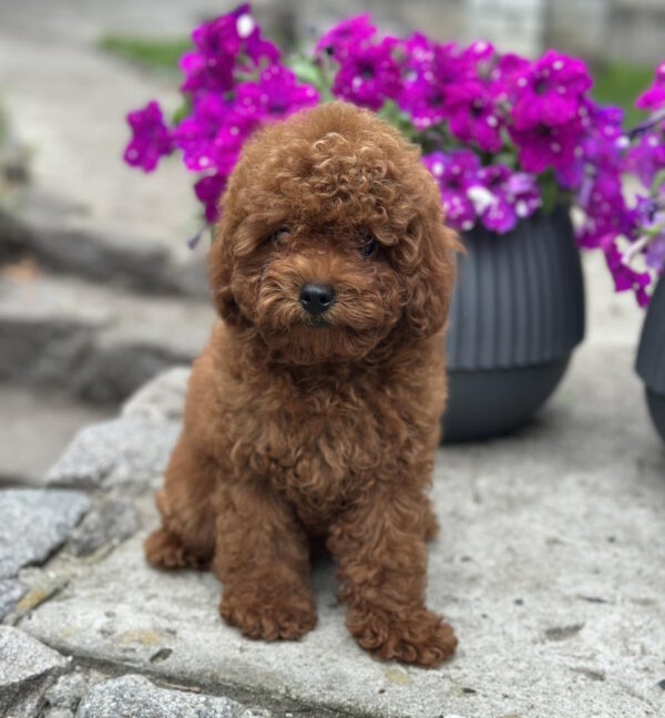 Goofy Toy Poodle