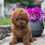 Goofy-male-toy-poodle-puppy-for-sale-1 (2)