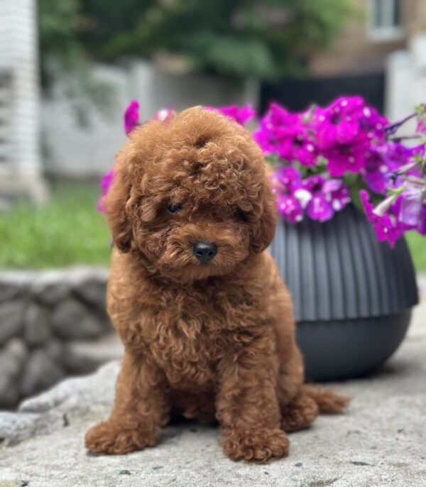 Goofy Toy Poodle