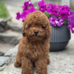Goofy-male-toy-poodle-puppy-for-sale-1 (3)