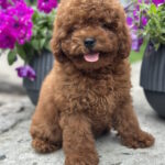 Goofy-male-toy-poodle-puppy-for-sale-1 (4)
