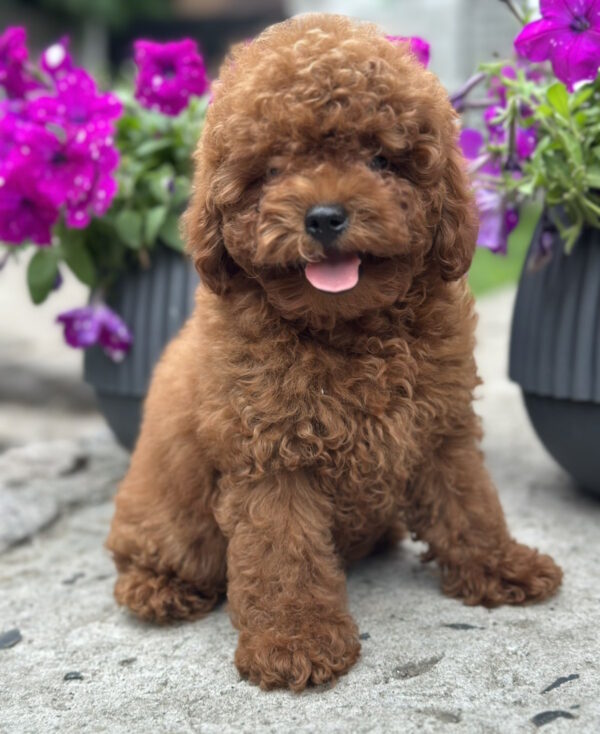 Goofy Toy Poodle