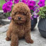 Goofy-male-toy-poodle-puppy-for-sale-1 (5)