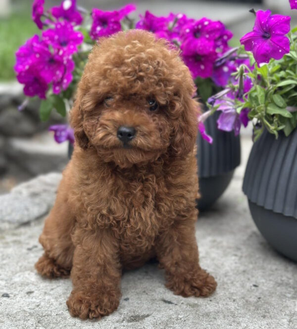 Goofy Toy Poodle
