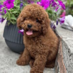 Luntik Toy Poodle