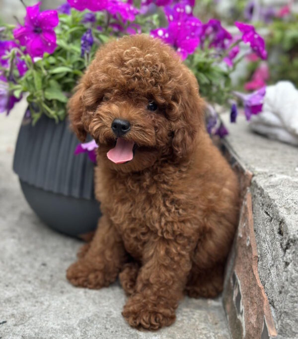Goofy Toy Poodle