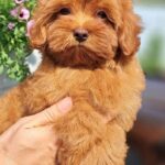 Goopy-male-Maltipoo-puppy-for-sale-1