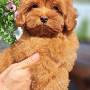 Goopy Maltipoo