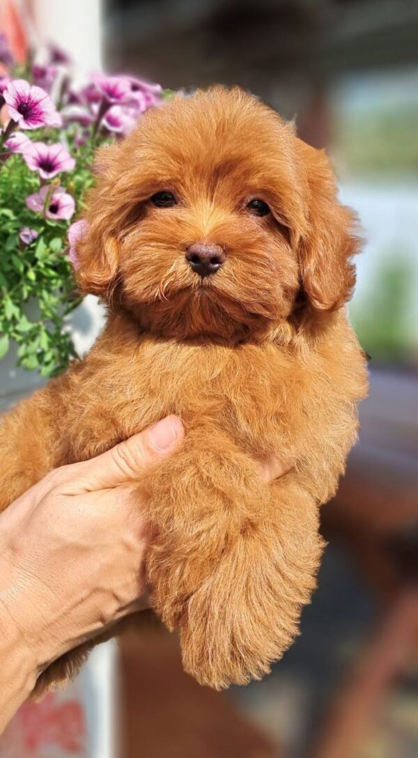 Goopy Maltipoo
