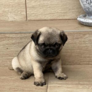 Gosha Pug