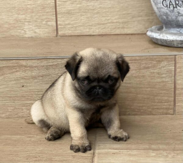 Gosha Pug