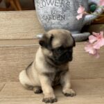 Gosha-male-pug-puppy-for-sale-1 (2)