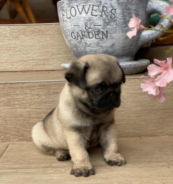 Gosha Pug