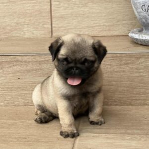 Gosha Pug