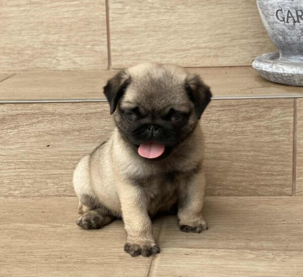 Gosha Pug