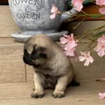 Gosha-male-pug-puppy-for-sale-1 (4)