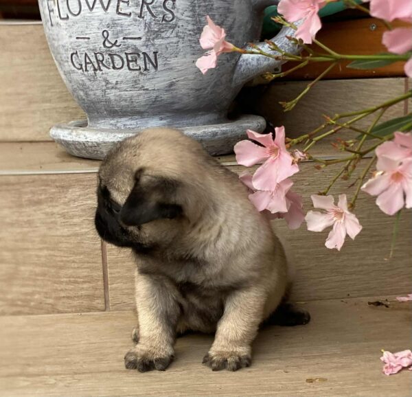 Gosha Pug