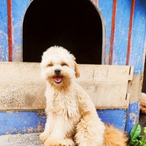 Goshi Pomapoo