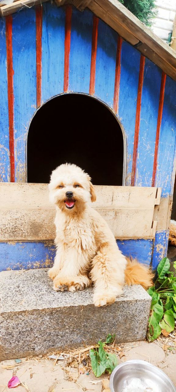 Goshi Pomapoo