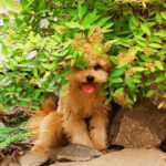 Goshi-male-Pomapoo-puppy-for-sale-2