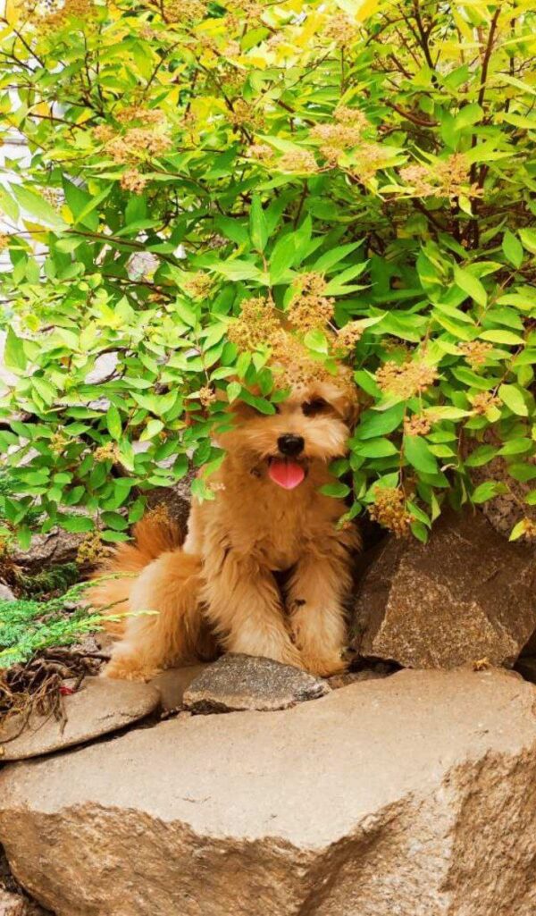 Goshi Pomapoo