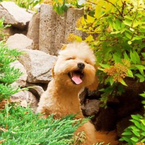 Goshi Pomapoo