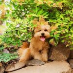 Goshi-male-Pomapoo-puppy-for-sale-4