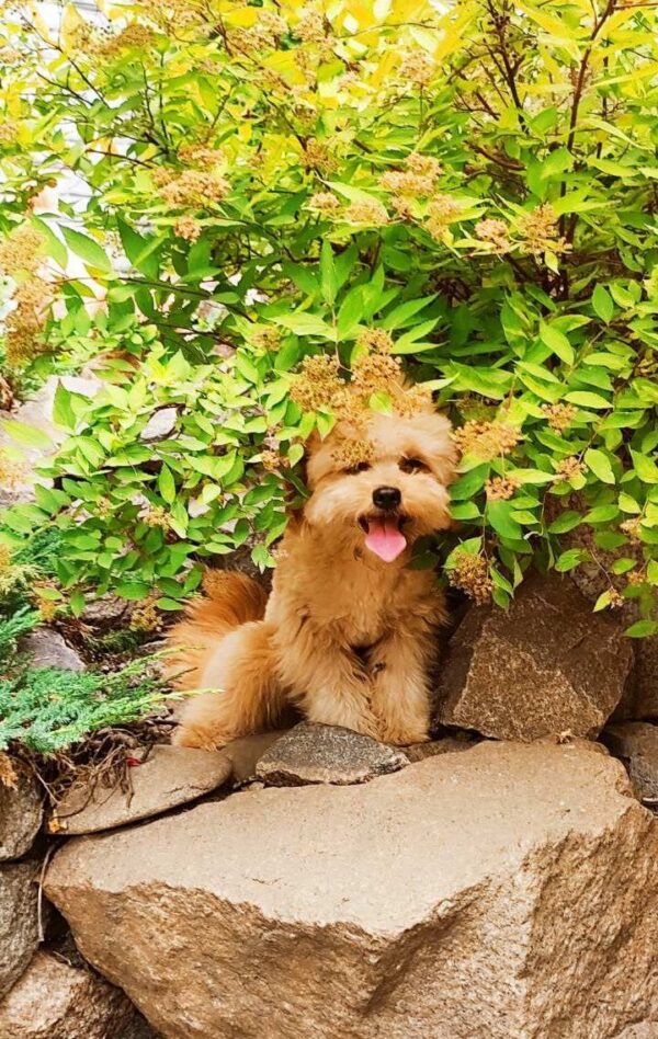 Goshi Pomapoo