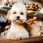 Goshi-male-Pomapoo-puppy-for-sale-5