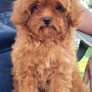 Gulya Maltipoo