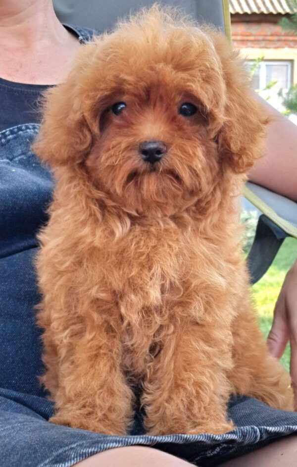 Gulya Maltipoo