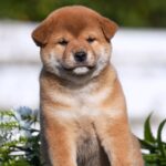 Gummi-male-shiba-inu-puppy-for-sale-1 (1)