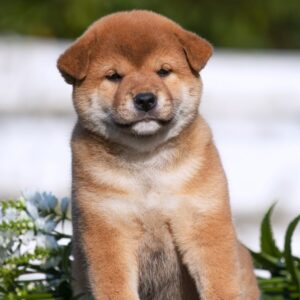 Gummi Shiba Inu