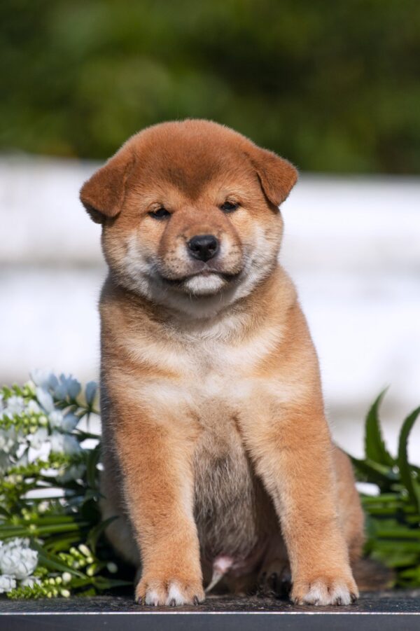 Gummi Shiba Inu