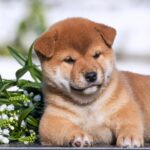 Gummi-male-shiba-inu-puppy-for-sale-1 (2)