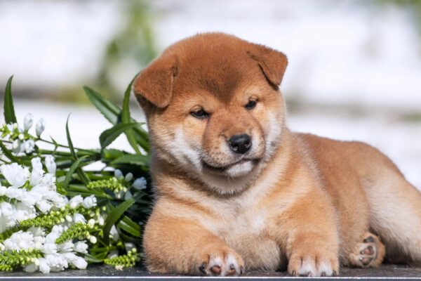 Gummi Shiba Inu