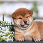 Gummi-male-shiba-inu-puppy-for-sale-1 (3)