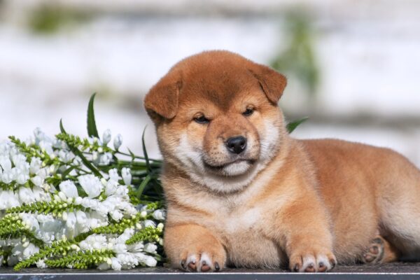 Gummi Shiba Inu