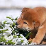 Gummi-male-shiba-inu-puppy-for-sale-1 (4)