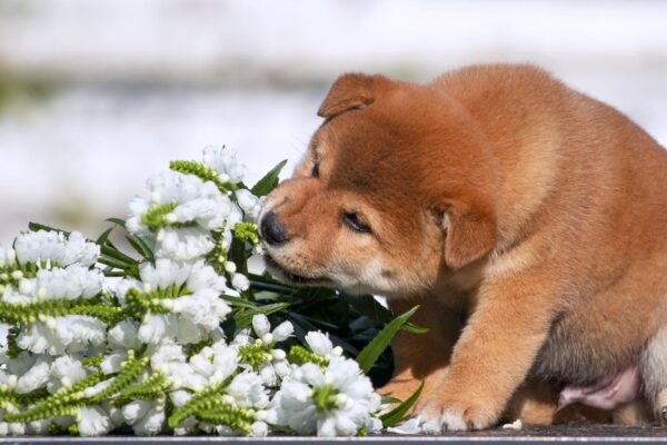 Gummi Shiba Inu