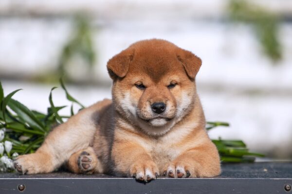 Gummi Shiba Inu
