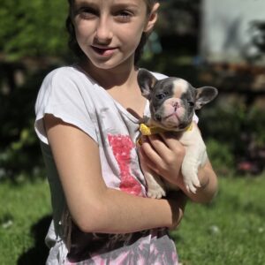 Hanna French Bulldog