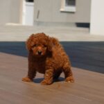 Hans-male-miniature-poodle-puppy-for-sale-1 (1)