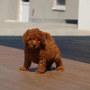 Hans Miniature Poodle