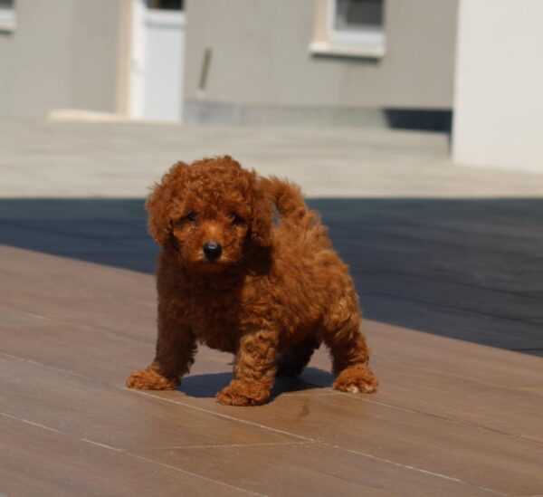 Hans Miniature Poodle