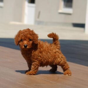 Hans Miniature Poodle
