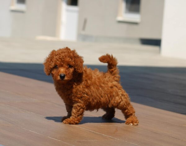 Hans Miniature Poodle