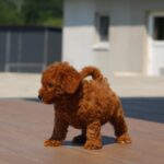 Hans-male-miniature-poodle-puppy-for-sale-1 (3)